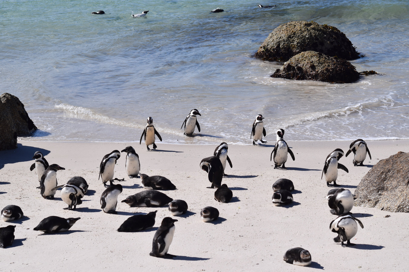 Photograph of penguins standing together on a rocky Antarctic shore, used as the hero image for this blog post about Palmer Penguins exploratory data analysis.