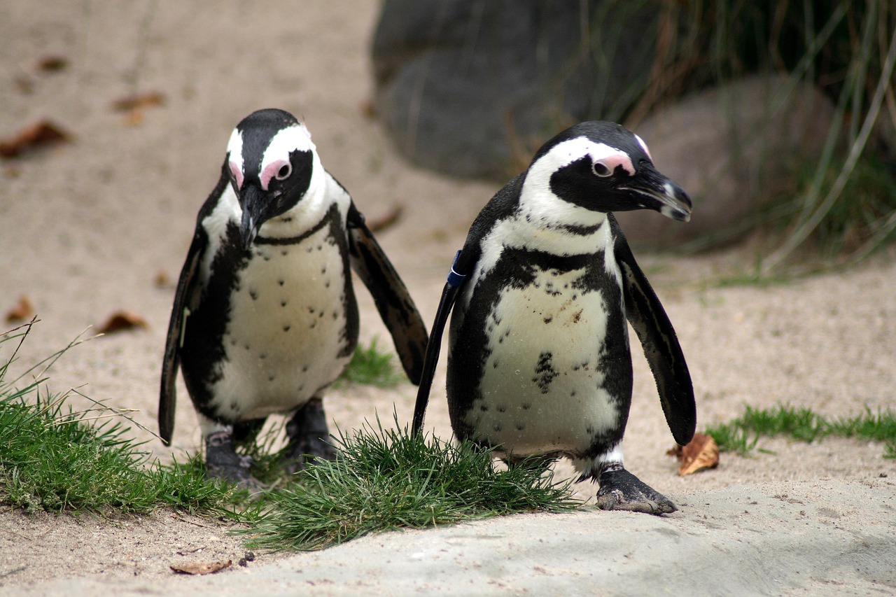 Photograph of a group of penguins standing together, used as an ambiance image to break up the technical content.