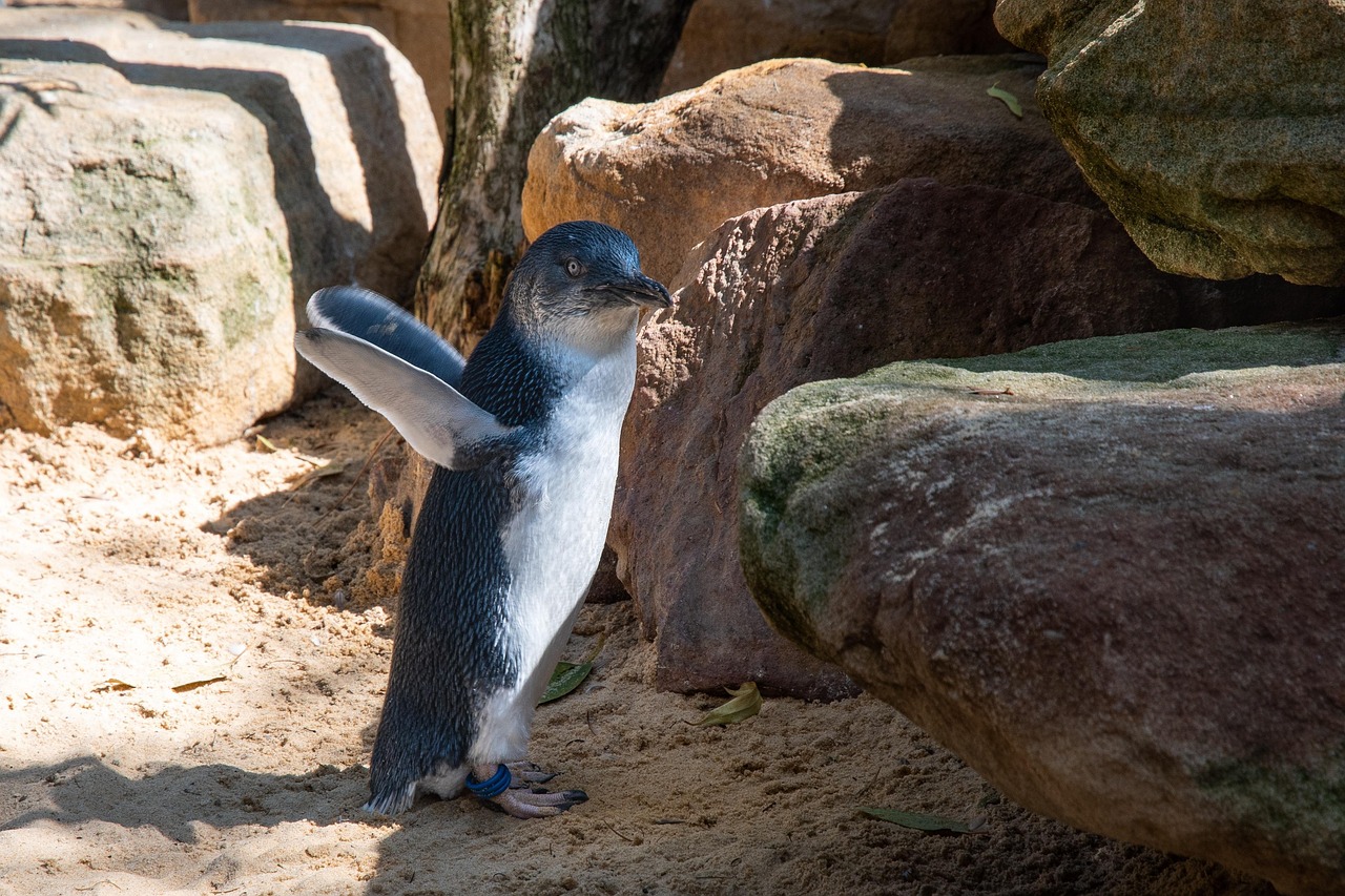Stylised image of penguins, used as a visual break between the analysis sections and the reflective concluding sections.